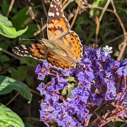 Gran Canaria Botanik 2022